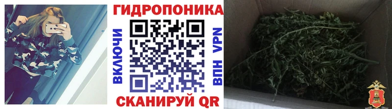 Бошки марихуана марихуана  kraken маркетплейс  Холм 